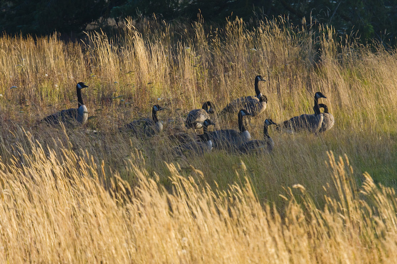 Canadian Geese